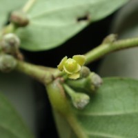 Glochidion zeylanicum var. tomentosum (Dalzell) Trimen